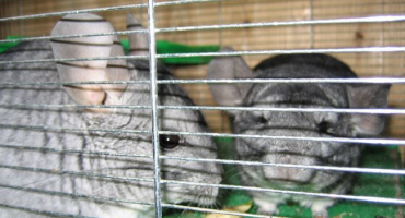 Jak chovat činčily?